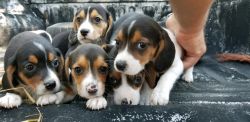 Bouncing beagle baby puppies