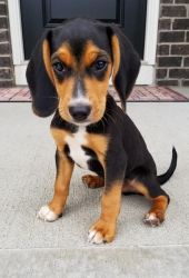 Beagle puppies Greenwood