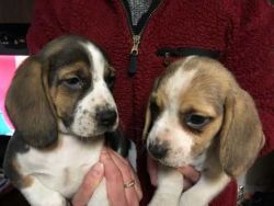 Reg Beagle Puppies