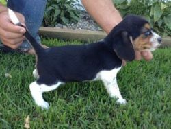 Beautiful Tri Coloured Beagle Puppies For Sale (xxx) xxx-xxx2