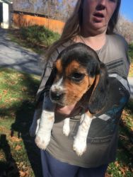 AKC registered 13” beagle pup