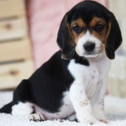 Premier Beagle Puppies Available text (xxx) xxx-xxx7