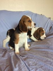 Beautiful Beagle Puppies Pra Clear