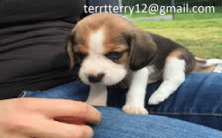 gorgeous beagle for adoption
