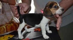 Gorgeous Tricolored Beagle Puppies