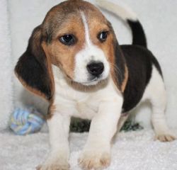 Packed Full Of Personality Beagle Puppies
