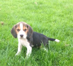 Beagle Puppies for now homes