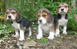 Beagle Puppies Available