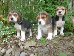 Tri Coloured Beagles Puppies Ready Now(xxx) xxx-xxx2