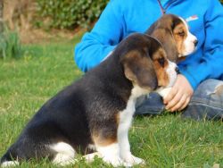 Pedigree Beagle's puppies