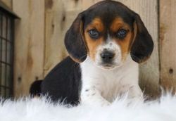 Nice Looking Male and Female Beagle Puppies