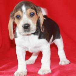 Wonderful Beagle puppies still available.