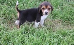 Boy & Girl Beagle Puppies for Sale