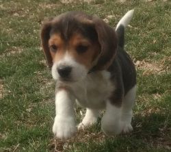 Tri color Beagle puppies for sale
