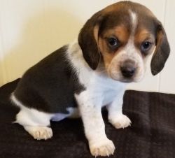 Adorable Beagle puppies are ready for their forever home.