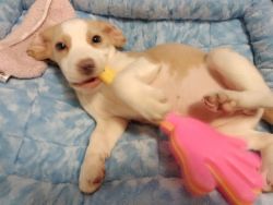 Lemon Beagle Puppy for sale AKC/Shots/Microchip
