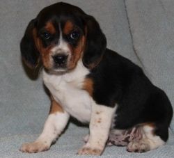handsome little Beagle puppies