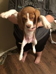 Registered full blooded Beagle