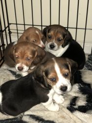 Beagle Puppies for sale!!
