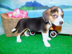 Chicago Beagle Puppies. Great 4 Kids! Financing.