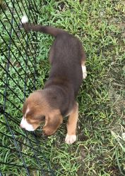 Beagles small size