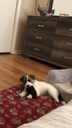 Baby beagle/golden retriever