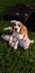 9 month old AKC registered beagle male.