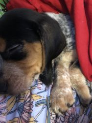 2 month Beagle Male