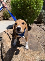 4 month old female Beagle