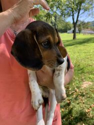 I have one male akc beagle puppy he is 10 weeks