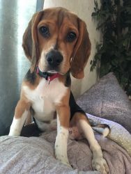 3 month old female beagle