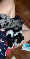 5 Puppies about 7 Weeks old. 3 beagle border collies. 2 beagle huskies