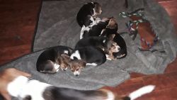 Beagle pups