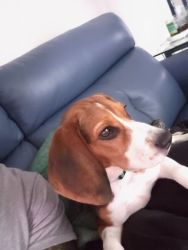 Young beagle for sale