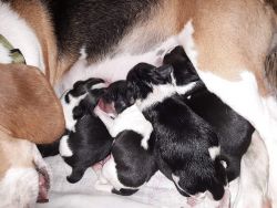 Pure bred hunting stock beagle puppies