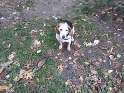 Beagle for sale in Colonie, New York