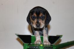 beagle puppys AKC registered