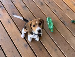 Puppy Beagle needs new home