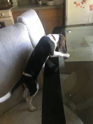 Female beagle for sell