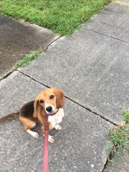 Beagle for Sale