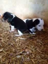 Puppies for sale 4 weeks old born 10/20 /19