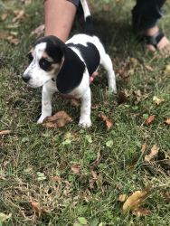 Purebred Beagle Puppy for sale