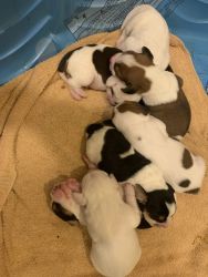 Purebred Beagle Puppies for sale