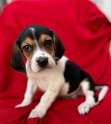 Beagle tricolor pups