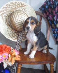 Zira Beagle Puppy 15 weeks