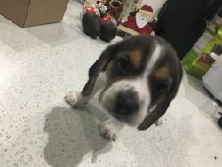 Beagle Puppy’s