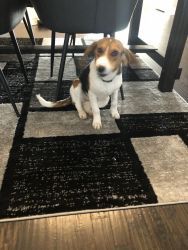 6 month old female beagle puppy