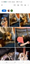 Beagle AKC Puppy for sale