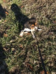 2 month puppy beagle my son just can’t handle the responsibility
