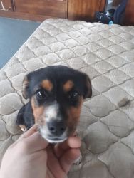Beagle puppy very sweet
